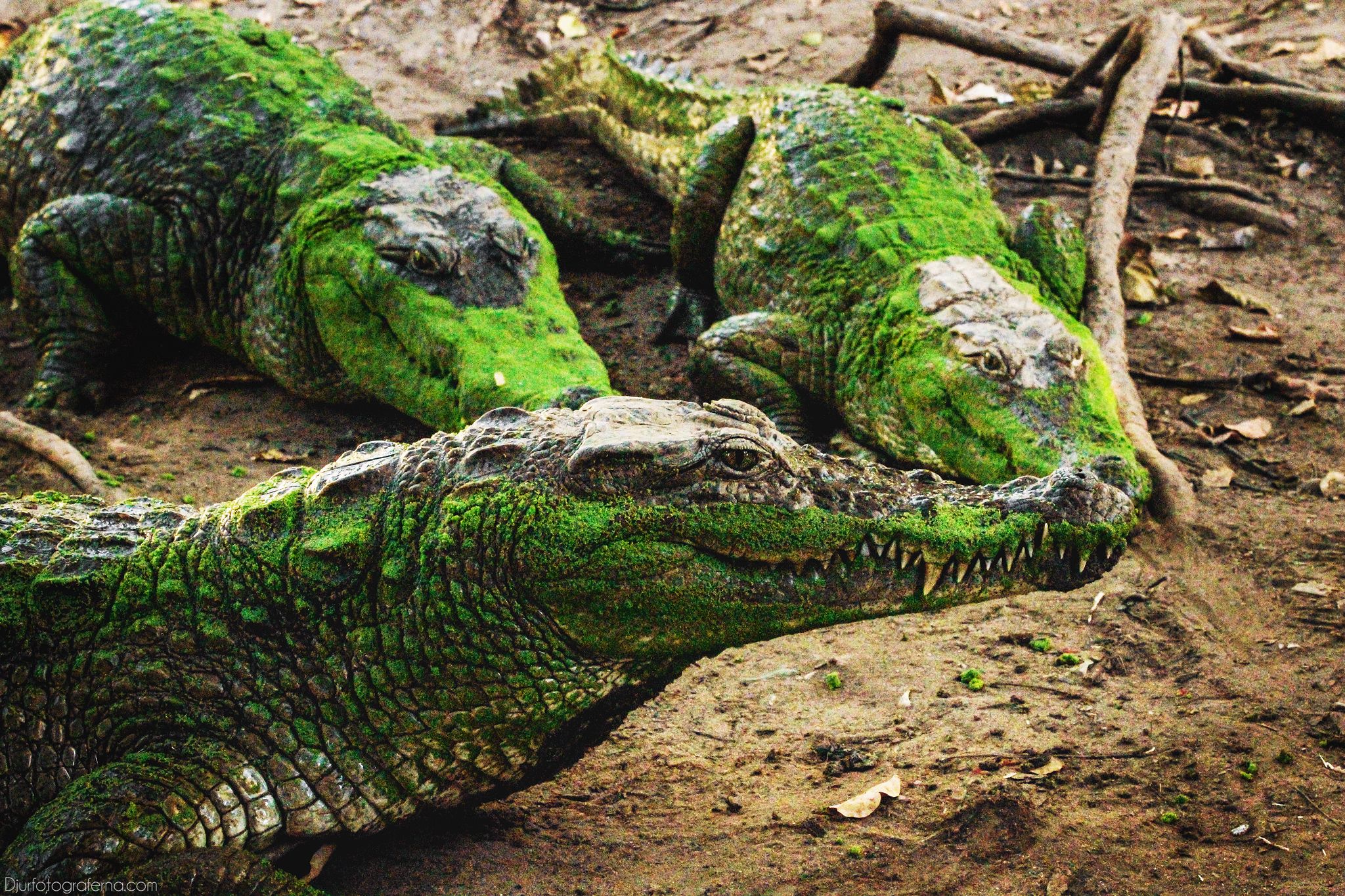 Alligatorer i Gambia